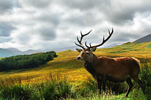 Obraz Jeleň na lúke jelen deer lúka luka meadow